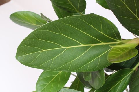 Ficus benghalensis