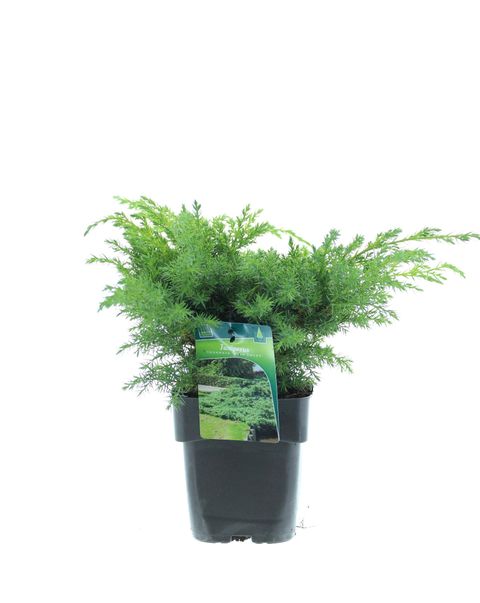 Juniperus squamata 'Blue Swede'