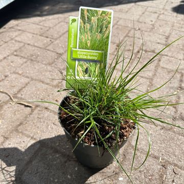 Pennisetum alopecuroides 'Little Bunny'