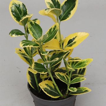 Euonymus japonicus 'Мариеке'