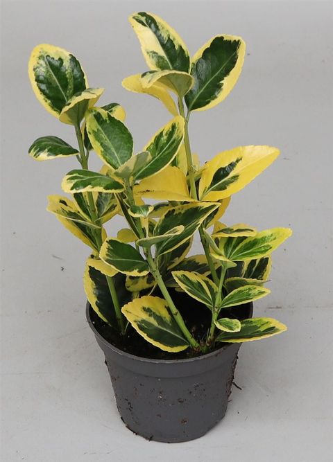 Euonymus japonicus 'Мариеке'