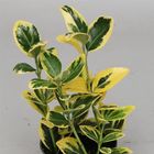 Euonymus japonicus 'Мариеке'