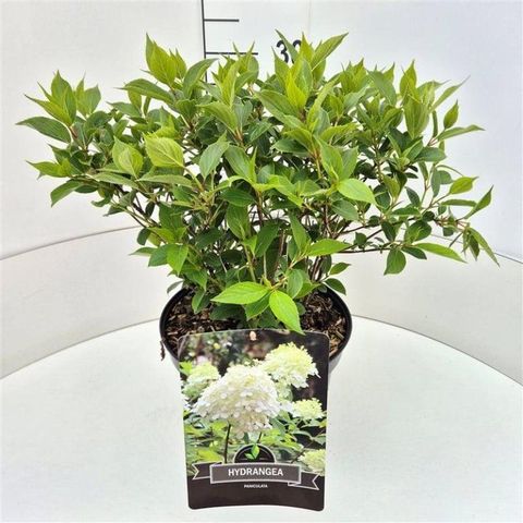 Hydrangea paniculata 'Kyushu'