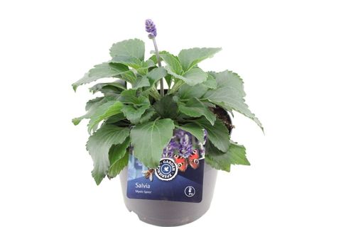 Salvia MYSTIC SPIRES BLUE