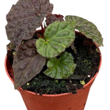 Begonia 'Black Mountain'