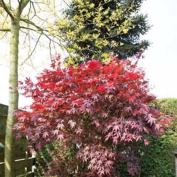 Acer palmatum 'Бладгуд'