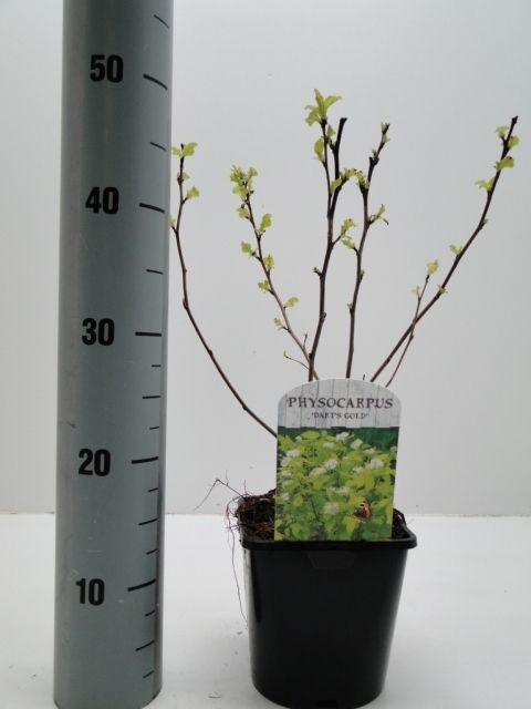 Physocarpus opulifolius 'Дартс Голд'