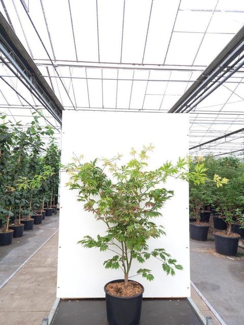 Acer japonicum 'Aconitifolium'