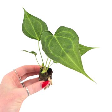 Anthurium 'Delta Force'