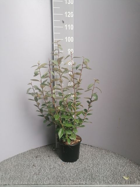 Elaeagnus x ebbingei 'Compacta'