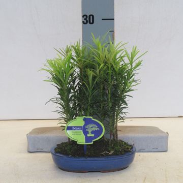 Podocarpus