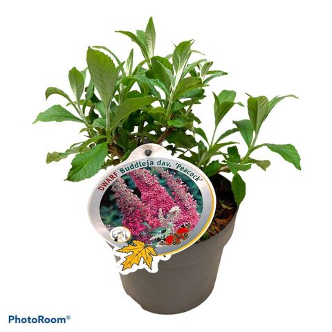 Buddleja davidii PEACOCK