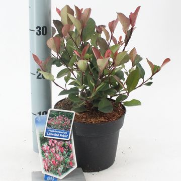 Photinia x fraseri 'Little Red Robin'