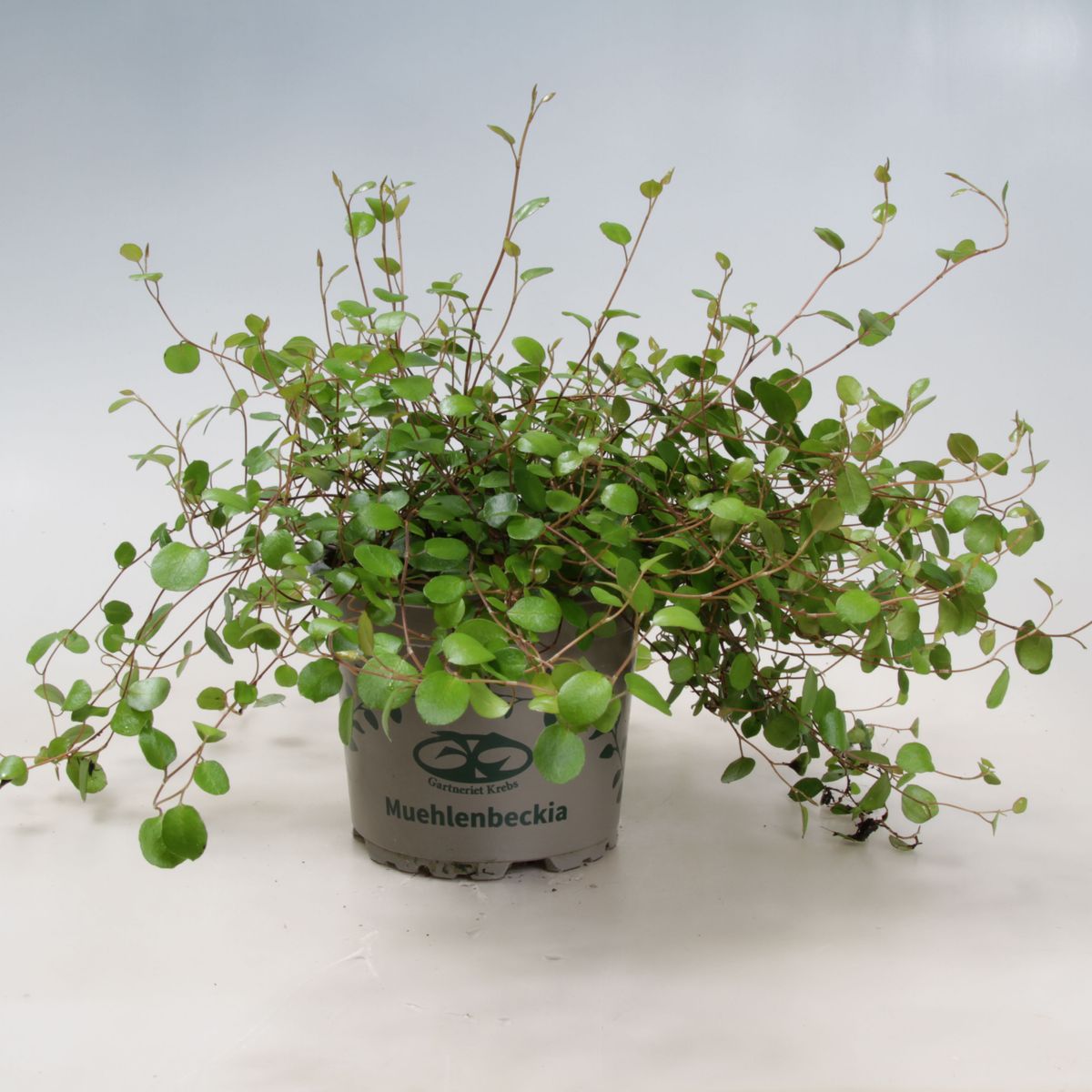 Muehlenbeckia complexa  Pflanzengrohandel FlorAccess
