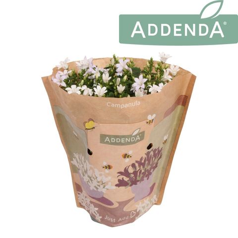 Campanula portenschlagiana AMBELLA WHITE