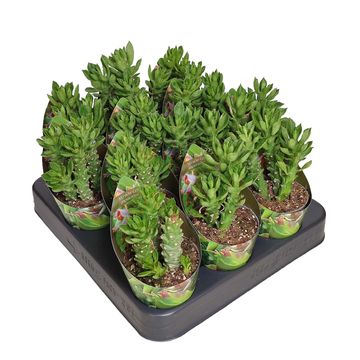 Monadenium stapelioides