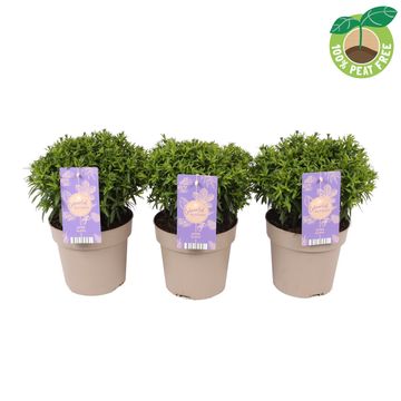 Aster ALPHA WHITE