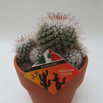 Mammillaria bombycina