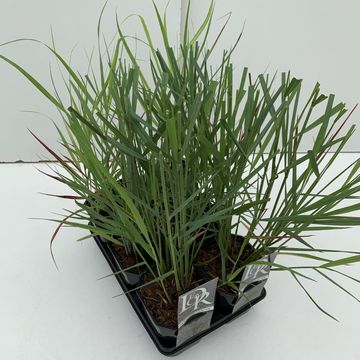 Panicum MIX