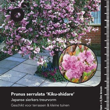Prunus serrulata 'Kiku-shidare'