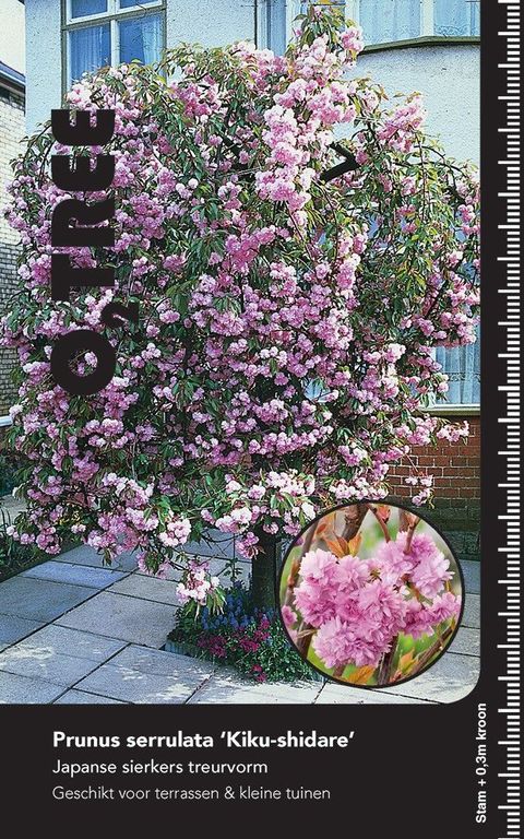 Prunus serrulata 'Kiku-shidare'