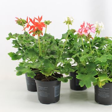 Pelargonium FIREWORKS MIX