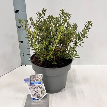 Rhododendron impeditum 'Album'