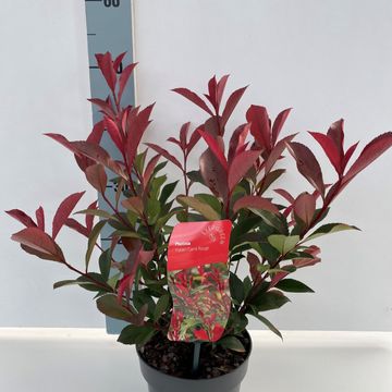 Фотиния x fraseri CARRÉ ROUGE