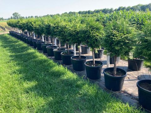 Thuja plicata 'Atrovirens'