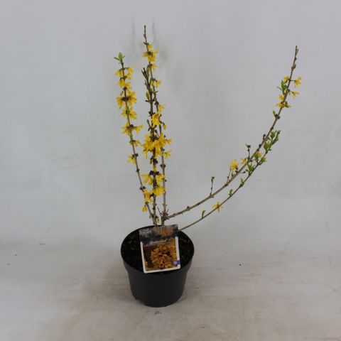 Forsythia x intermedia 'Mindor'