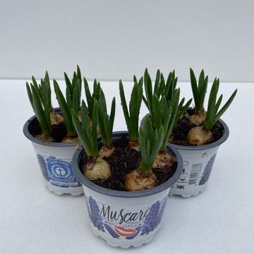 Muscari 'Big Smile'