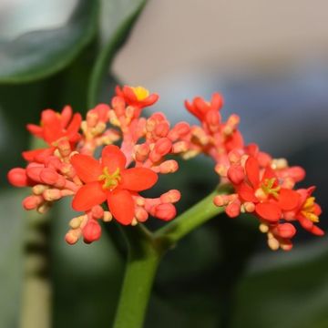 Jatropha podagrica