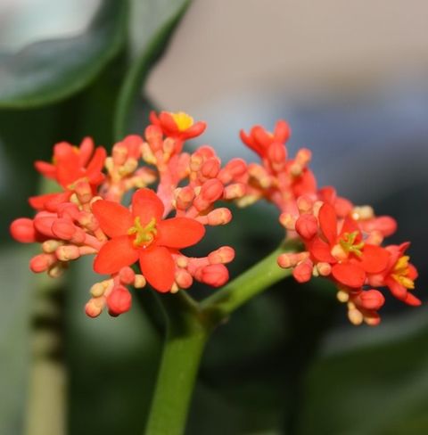 Jatropha podagrica