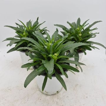 Leucanthemum WESTERN STAR LEO