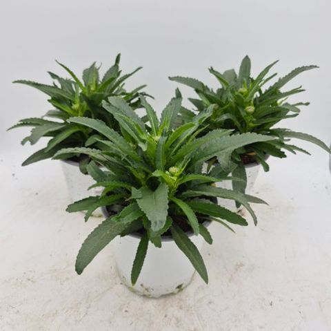 Leucanthemum WESTERN STAR LEO
