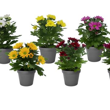 Chrysanthemum INDICUM MIX