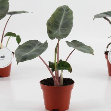 Alocasia 'Pink Dragon'