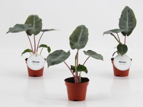 Alocasia 'Pink Dragon'