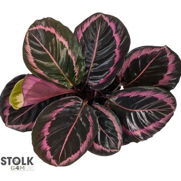 Calathea roseopicta 'Princess Jessie'