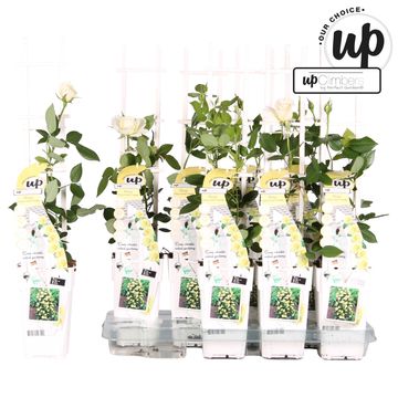 Rosa CRAZY IN LOVE VANILLA