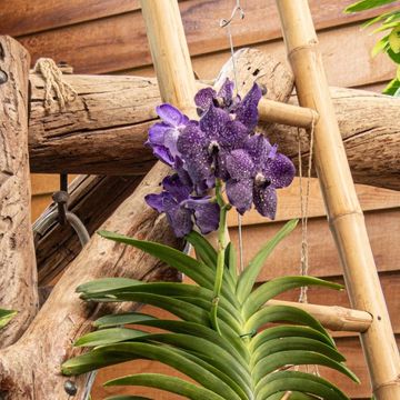 Vanda LISANNE PURPLE