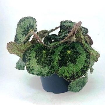 Begonia sizemoreae