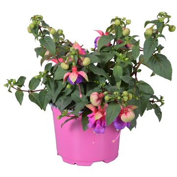 Fuchsia 'Bella Faya'