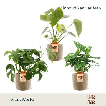 Monstera MIX