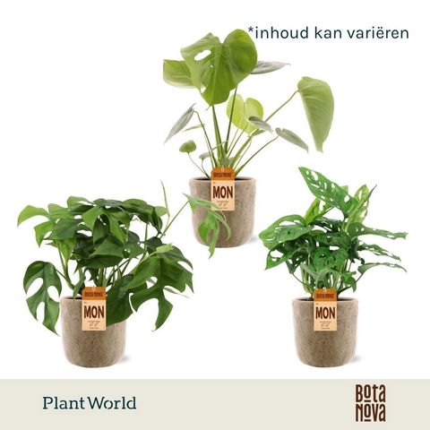 Monstera MIX