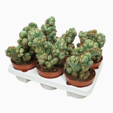 Cereus peruvianus monstrosus