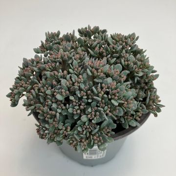 Sedum MIX