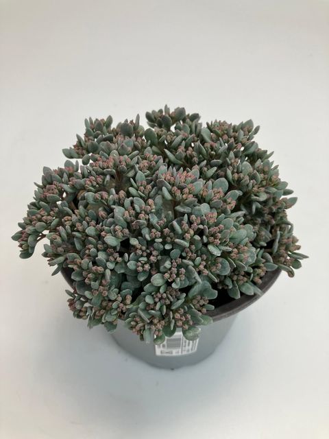 Sedum MIX