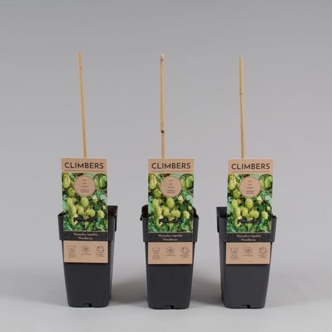 Humulus lupulus 'Nordbrau' — Plant Wholesale FlorAccess