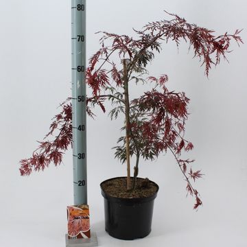 Acer palmatum 'Inaba-shidare'